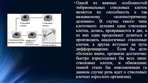 Подходы к использованию стволовых детей в медицине и науке