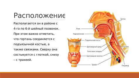 Позиция гортани и челюсти