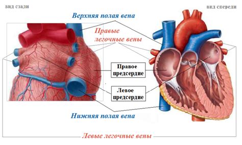 Показатели нагрузки на левое предсердие