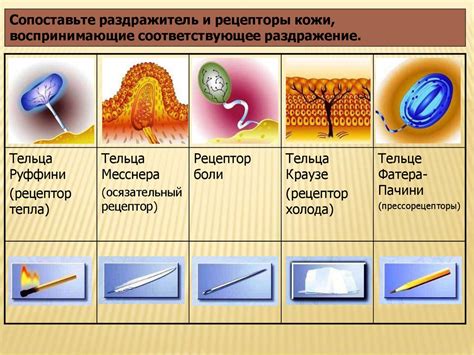 Покровы тела