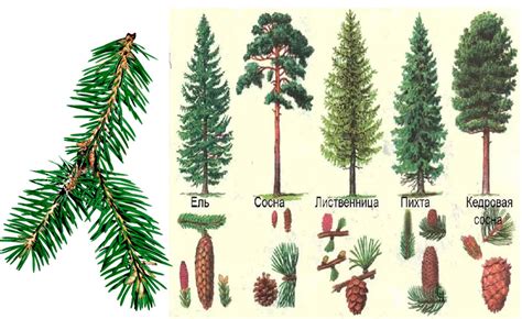 Полезная информация о шишках на хвойных деревьях и их значения
