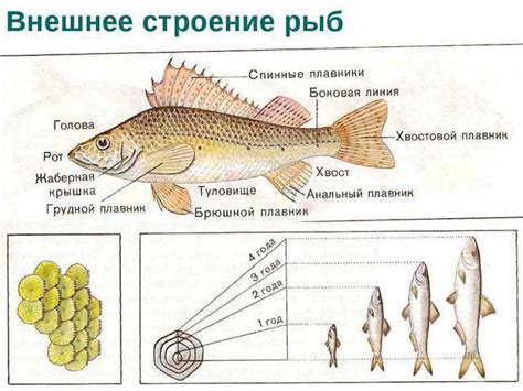 Полезность и потребность в вылове рыбы