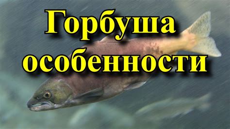 Полезные свойства горбуши ПБГ