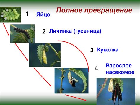 Полное превращение: определение и особенности