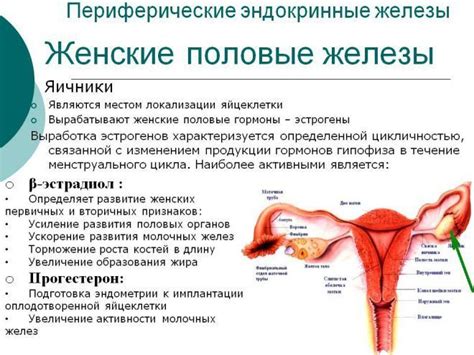Половые гормоны и эндометрий