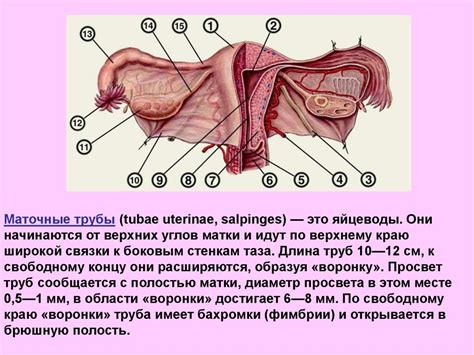 Половые органы у женщин