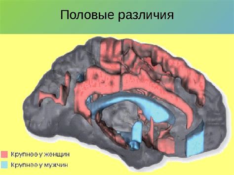 Половые различия морфофункциональной характеристики