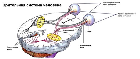 Полуоткрытые глаза - следствие раннего развития зрительной системы