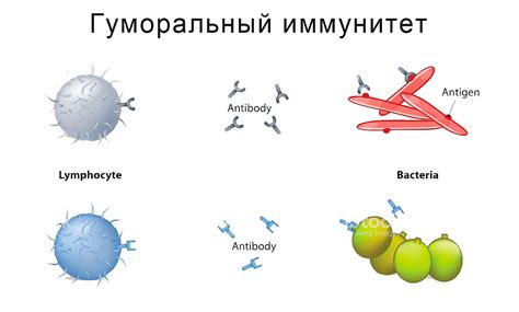 Получение иммунитета: принцип и значимость