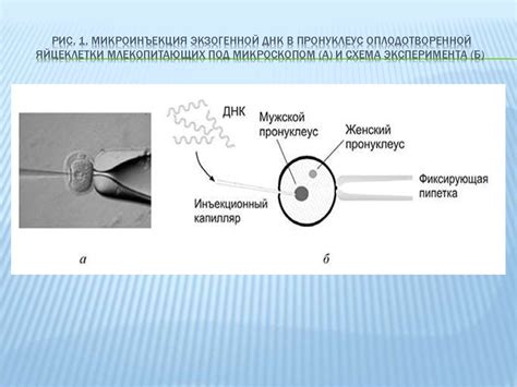 Получение оплодотворенной яйцеклетки и образование хориона