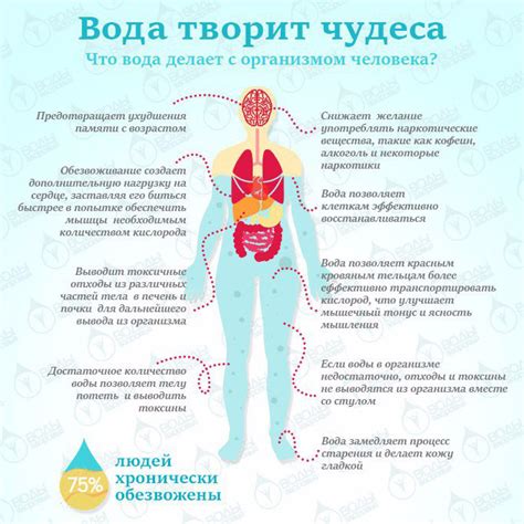 Польза регулярного приема пищи и воды