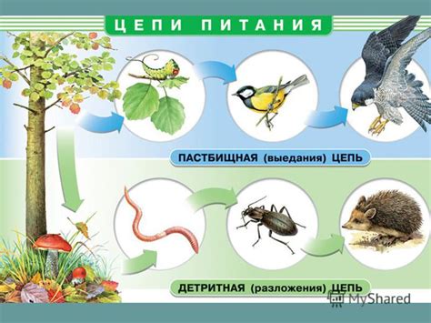 Польза саранчи: ее место в пищевой цепи и влияние на окружающую среду