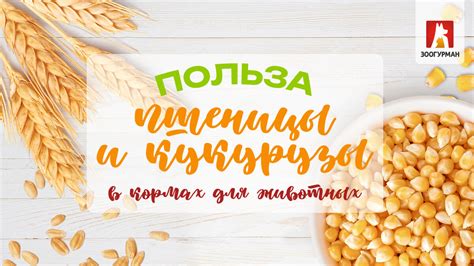 Польза фуражного зерна для животных