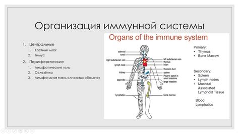 Помощник для иммунной системы