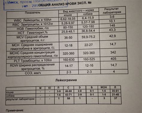 Пониженное количество лейкоцитов у кошки