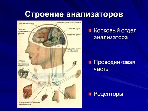 Понимание куспид чувствительности