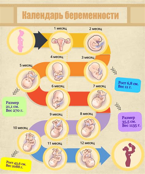 Понимание положительной информации о беременности в области сновидений