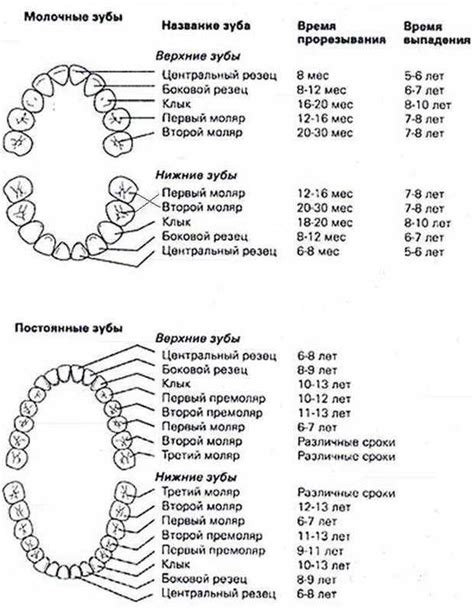 Понимание процесса развития зубной системы у ребенка
