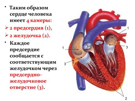 Понимание сердца: что означает "стынет"?