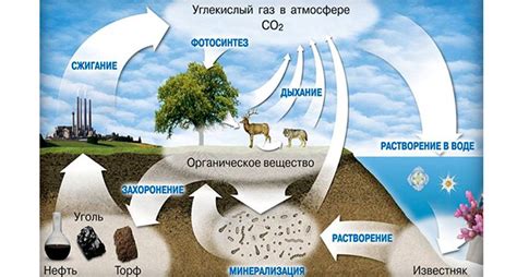 Понятие "углерод водород кислород"