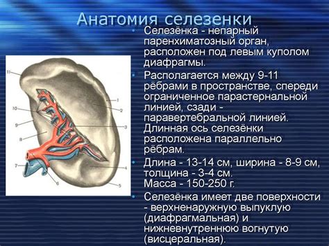 Понятие гиподенсивного образования в селезенке