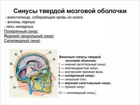 Понятие и основные причины неслияния синусов головного мозга