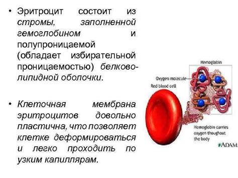 Понятие кристаллизации крови