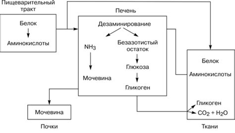 Понятие обмена белков