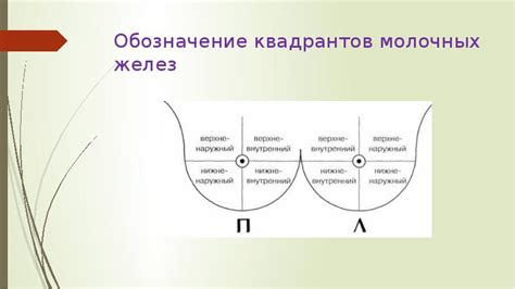 Понятие пальпации молочных желез