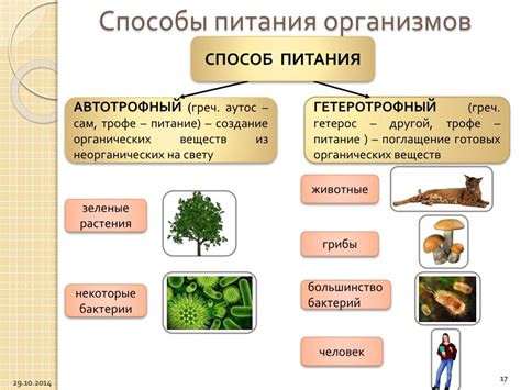 Понятие питающихся гетеротрофно