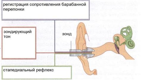 Понятие пневматизации слуховой трубы