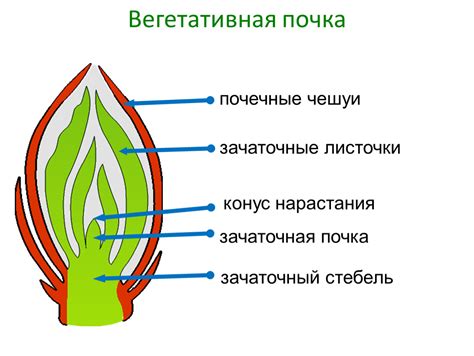 Понятие сердцевины и ее расположение в стебле