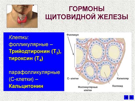 Понятие твердой щитовидной железы