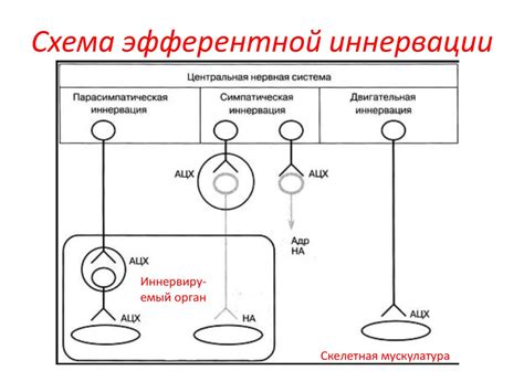 Понятие эфферентной иннервации