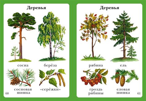 Популярные виды корточек и их особенности