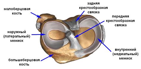 Порванный мениск: причины, симптомы и лечение