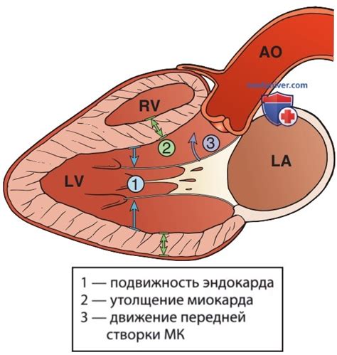 Последствия недостаточной систолической функции миокарда левого желудочка