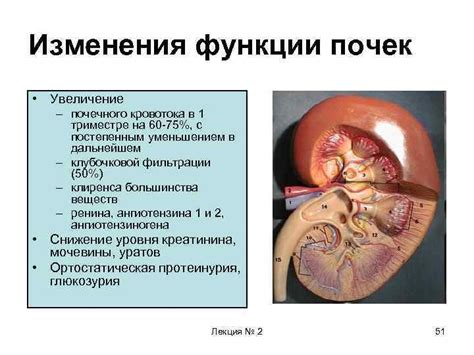 Последствия отсутствия эпителия почечного на функцию почек