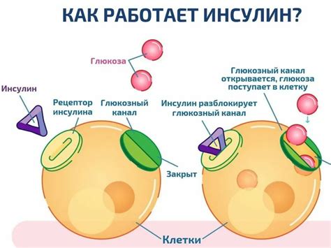 Последствия повышенной секреции инсулина