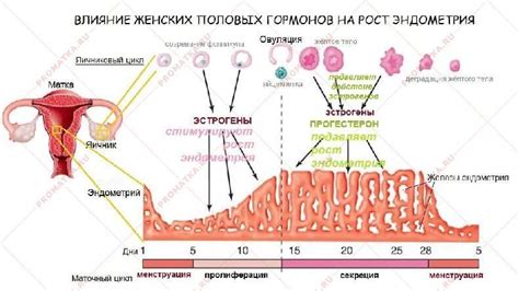 Последствия толстого слоя эндометрия для репродуктивного здоровья