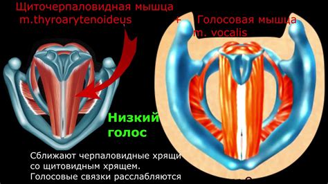 Посторонние воздействия на голосовые связки