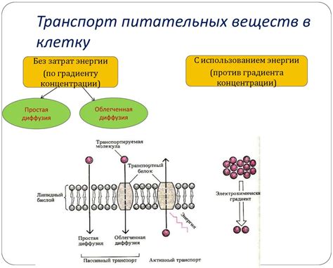 Поступление кислорода и питательных веществ