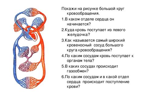 Поступление крови в нижнее сердечное