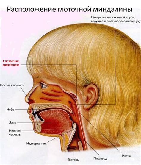 Потенциальные последствия сужения носоглотки у ребенка
