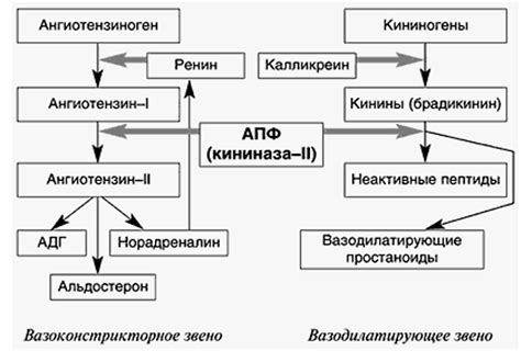 Потенцирование антигипертензивных препаратов