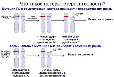 Потеря гетерозиготности в клеточном раке: механизмы и процессы