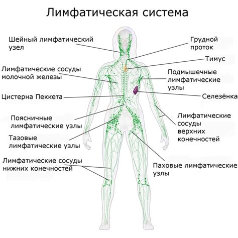 Почему возникают проблемы с лимфатической системой?