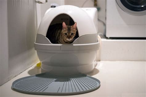 Почему воняет кошачий туалет?