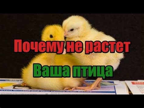 Почему гусята не растут