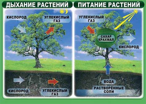 Почему косномерные растения не растут?